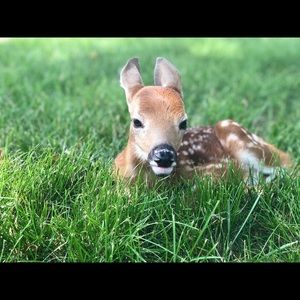 Meet your Posher, Lilly grace